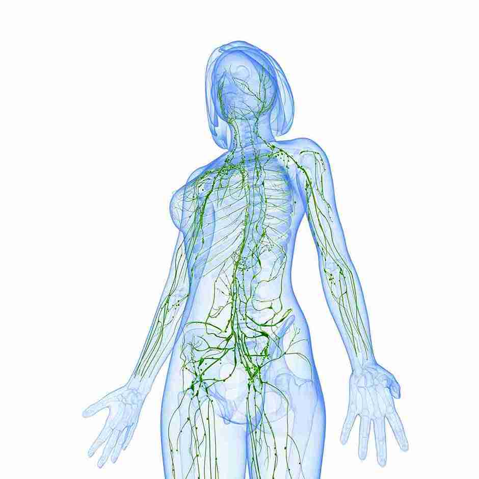 Schema des menschlichen Lympfdrainagensystem