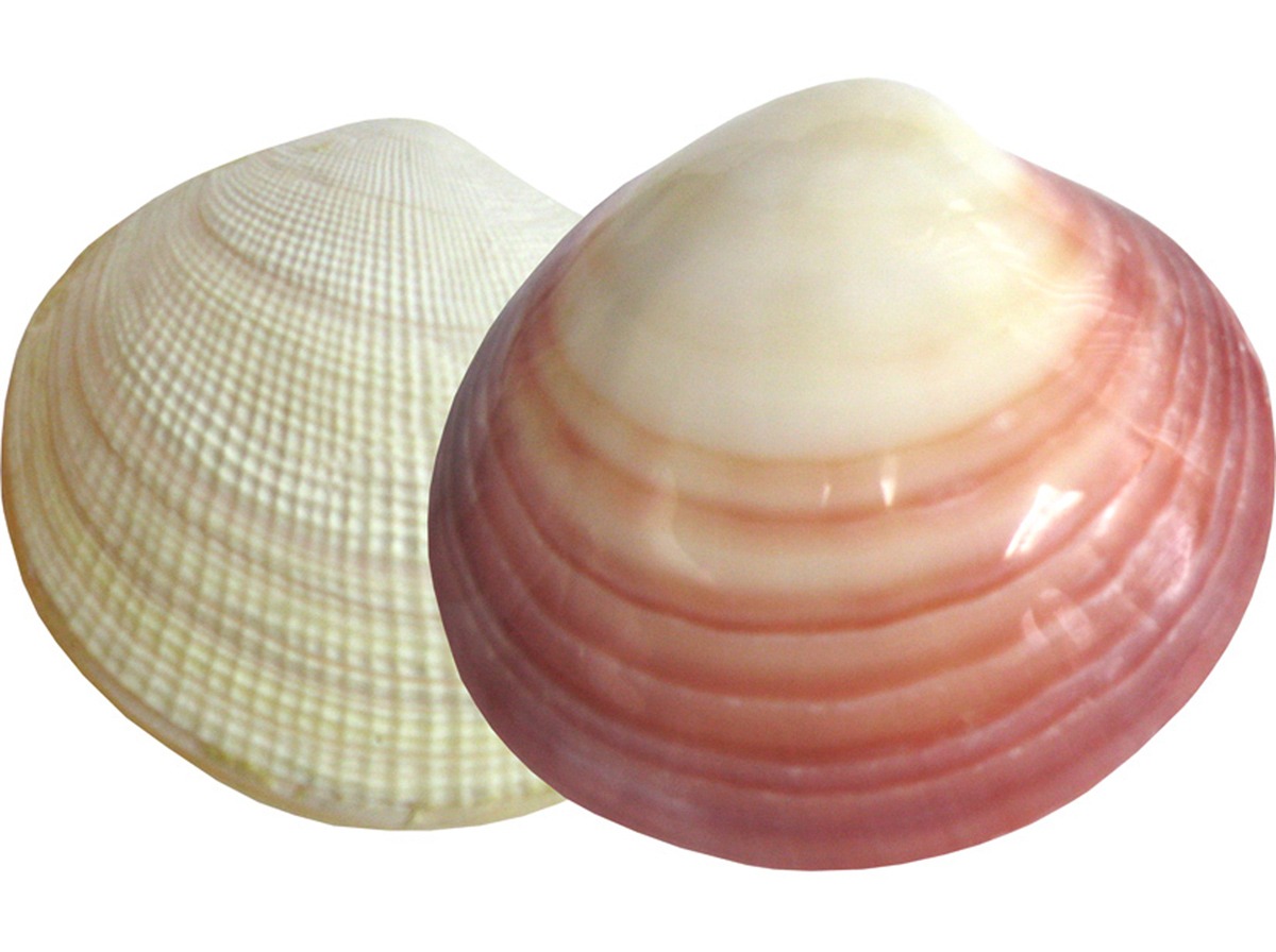 2 Lava Shell Schalen